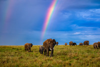 Wildlife