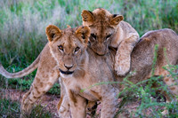 Loisaba Conservancy