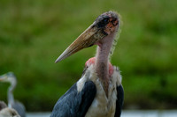 DSCF3294