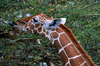DSCF3972