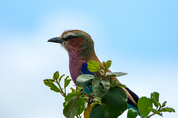 DSCF4501